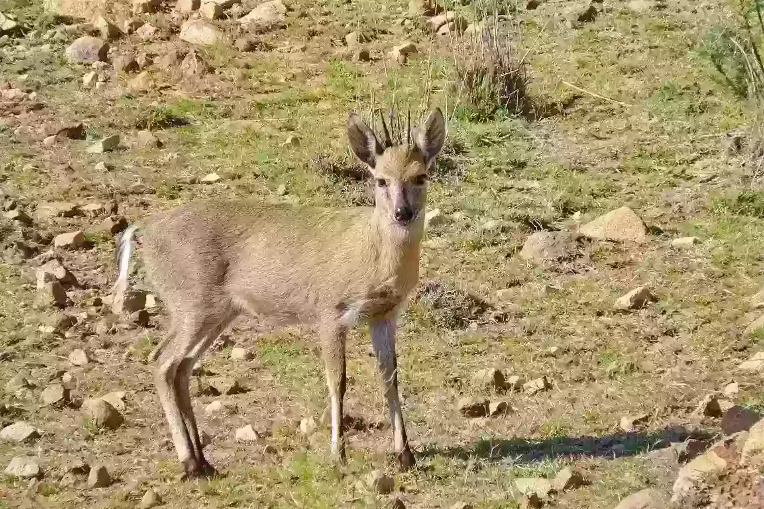 What animals can you see on Kilimanjaro? Wildlife on Mount Kilimanjaro