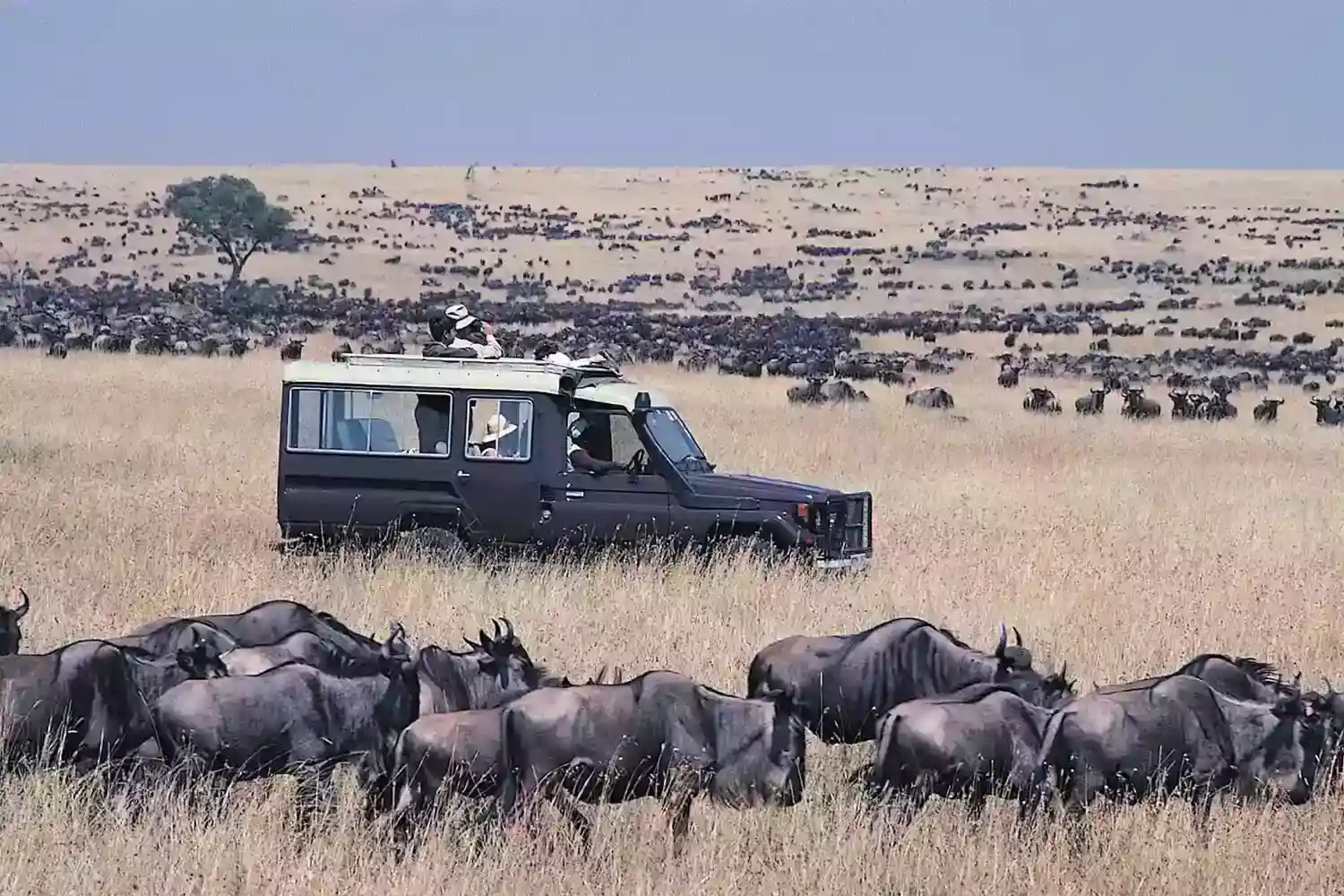 Serengeti national park