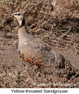 Ngorongoro Crater Birding: uccelli rari che puoi individuare