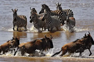 5 Days Serengeti Wildebeest Migration