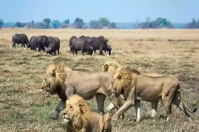 Acme 3-day on Unmissable lusaka tour | Zambia Capital City (Lusaka Tour)