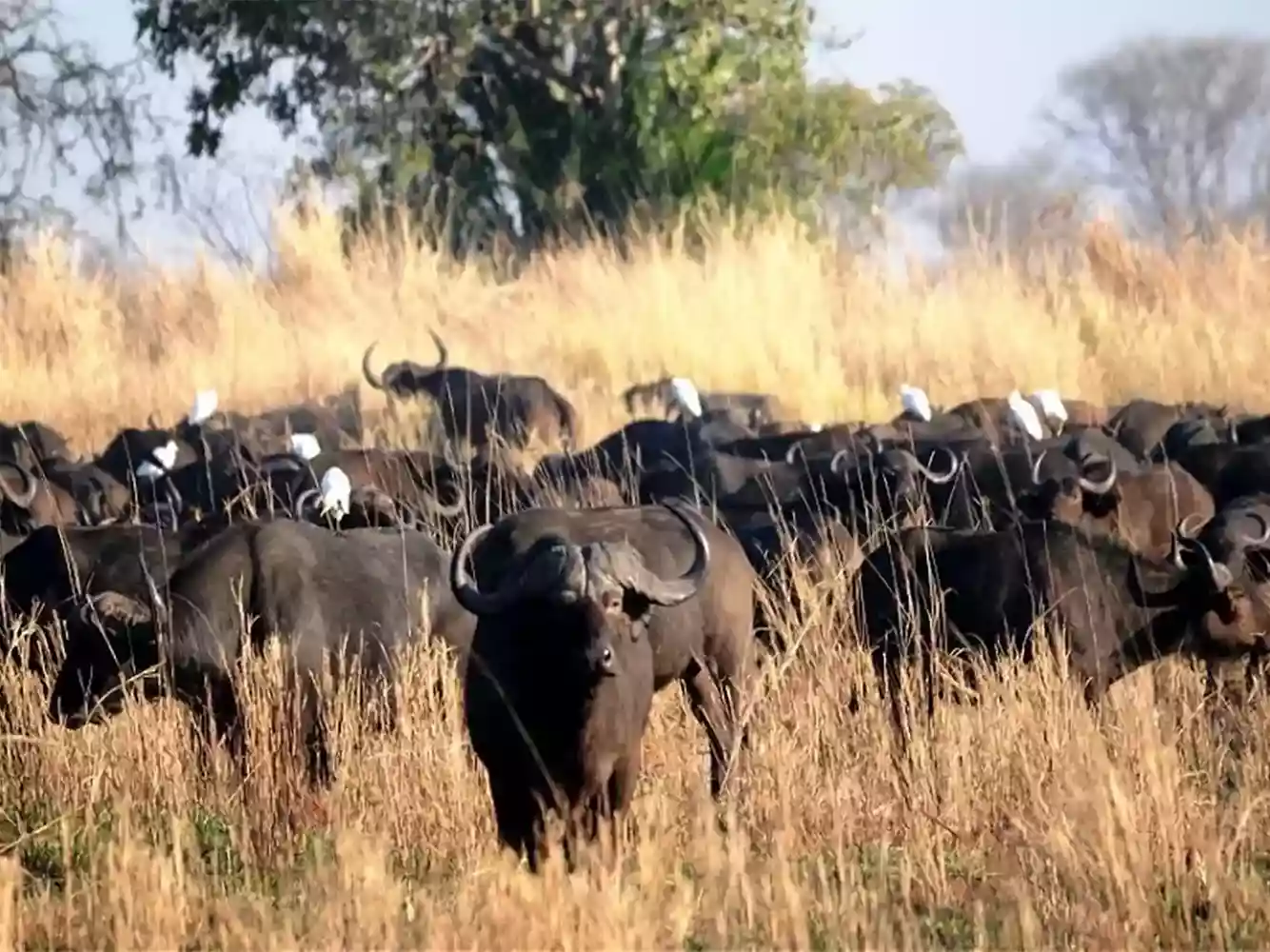 Best Lower zambezi tour