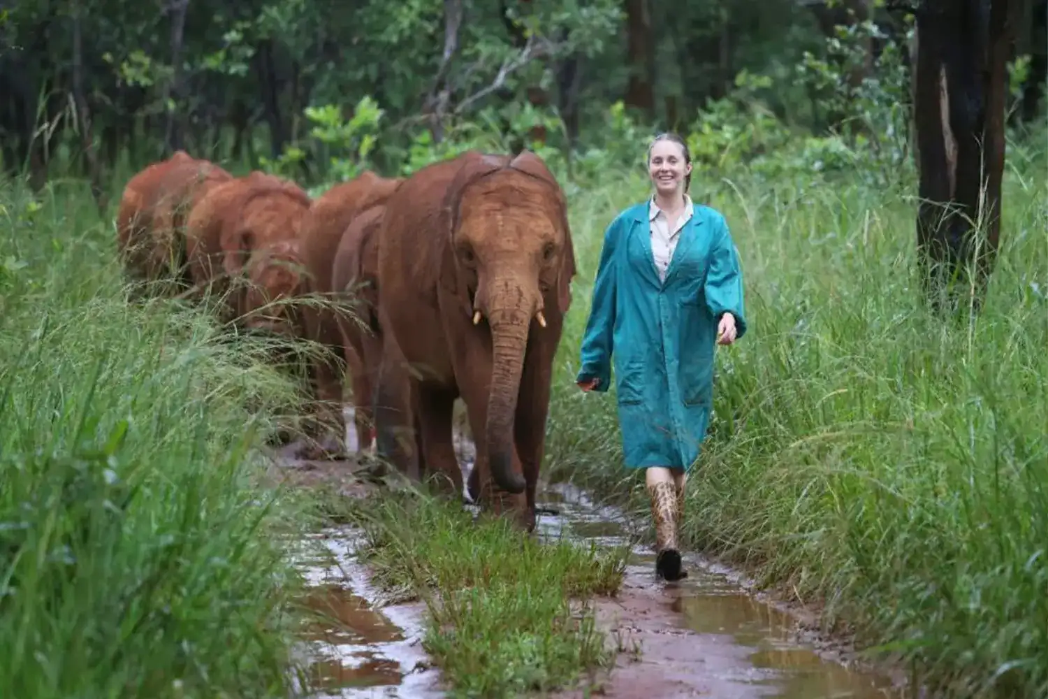 elephants orphanage