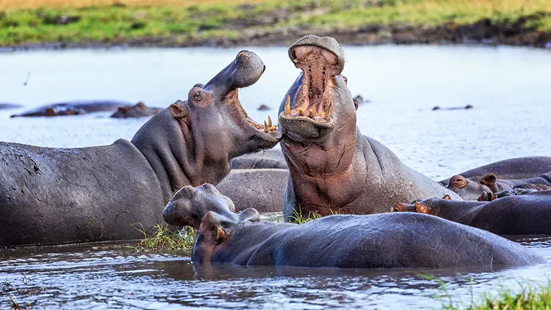 La mejor aventura de safari de 7 días en el Parque Nacional de Kafue