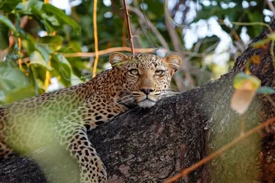 Incredible 3-day south Luangwa national park tour