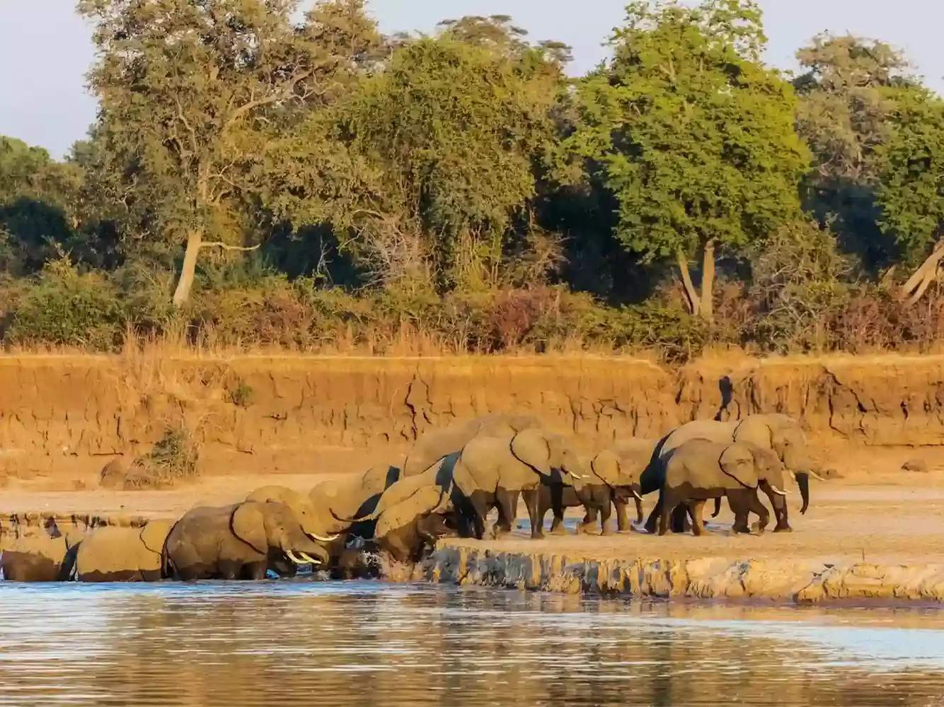 Incredible South Luangwa National Park