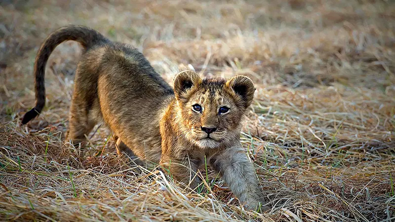 Safari de aventura óptimo de 3 días en el Parque Nacional de Kafue