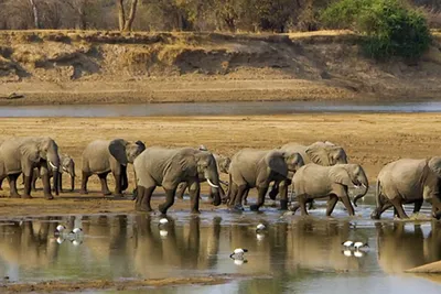 Ultimate 5-day South Luangwa National Park tour
