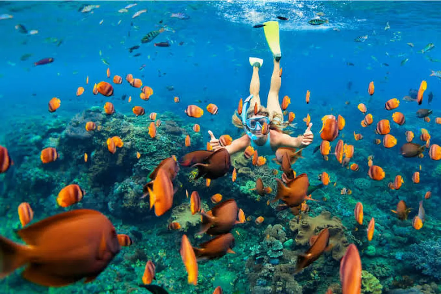 Zanzibar diving guide showing scuba divers exploring a tropical coral reef