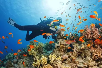 Zanzibar's Diving Tour
