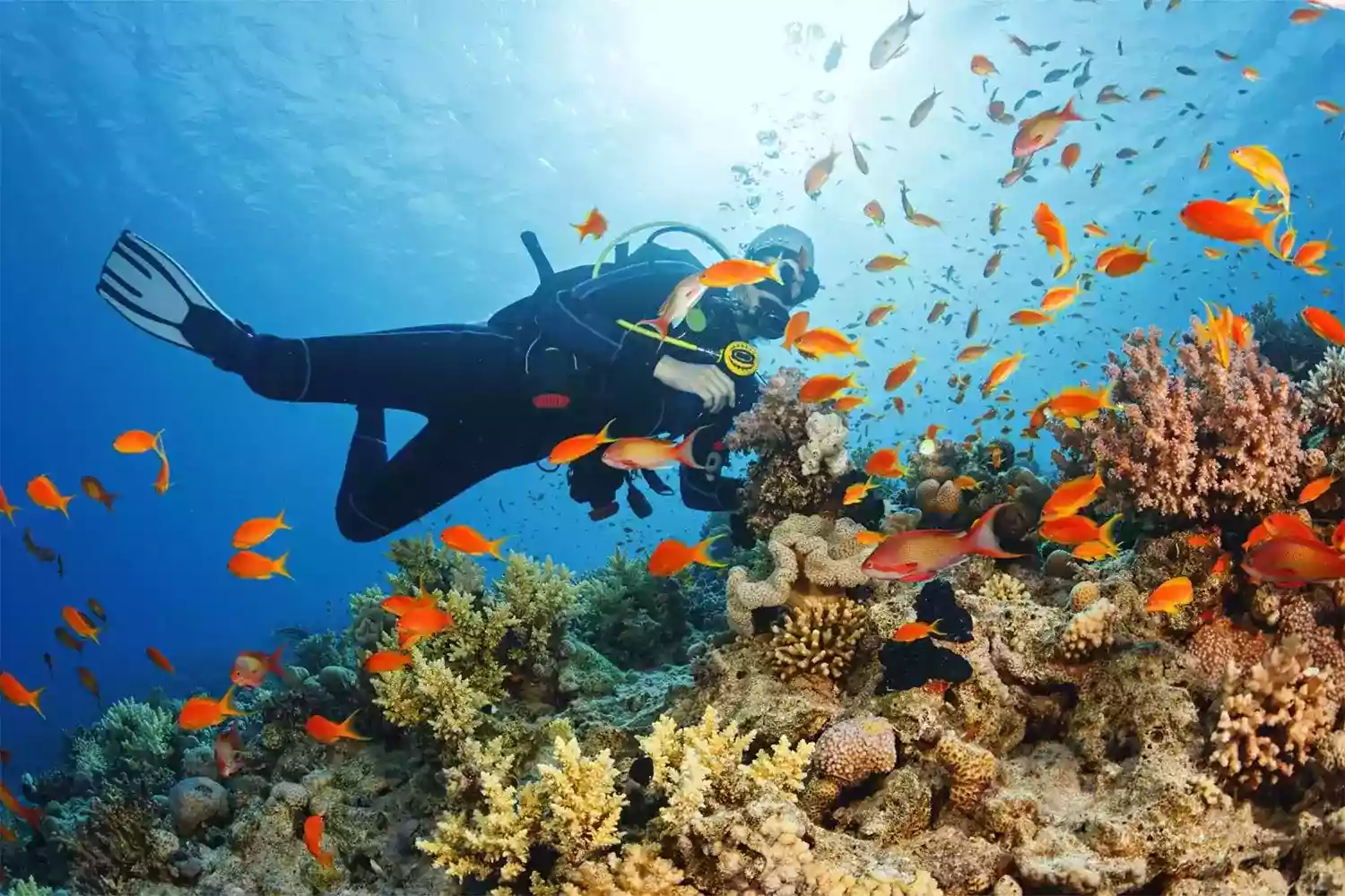 Zanzibar's Diving Tour