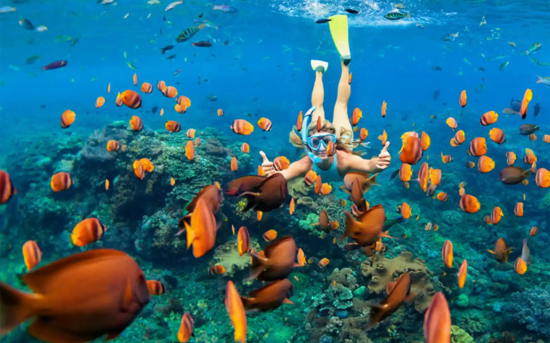 Dolphin Snorkelling and Sandbank Tour