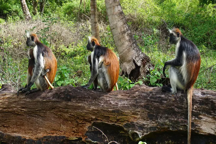 Jozani Forest in Zanzibar Jozani Forest in Zanzibar