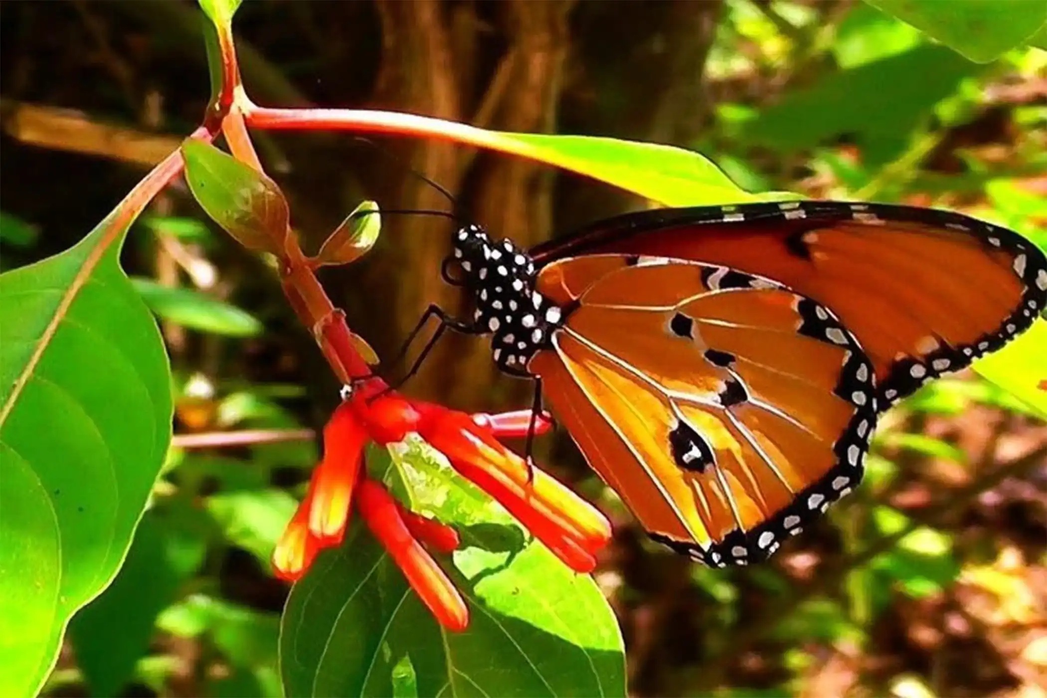 The best Butterfly tour in Zanzibar The best Butterfly tour in Zanzibar