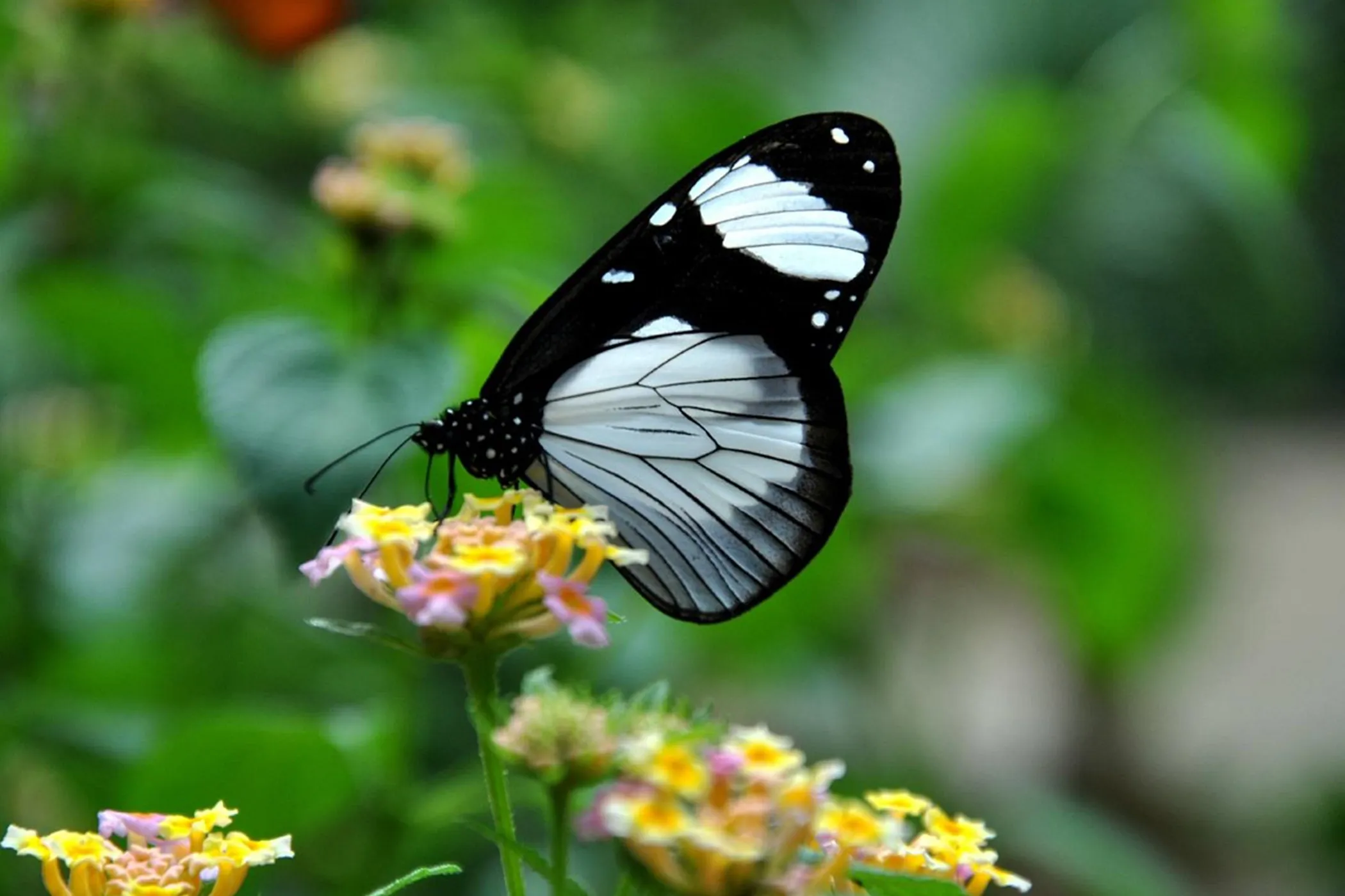 The best Butterfly tour in Zanzibar The best Butterfly tour in Zanzibar