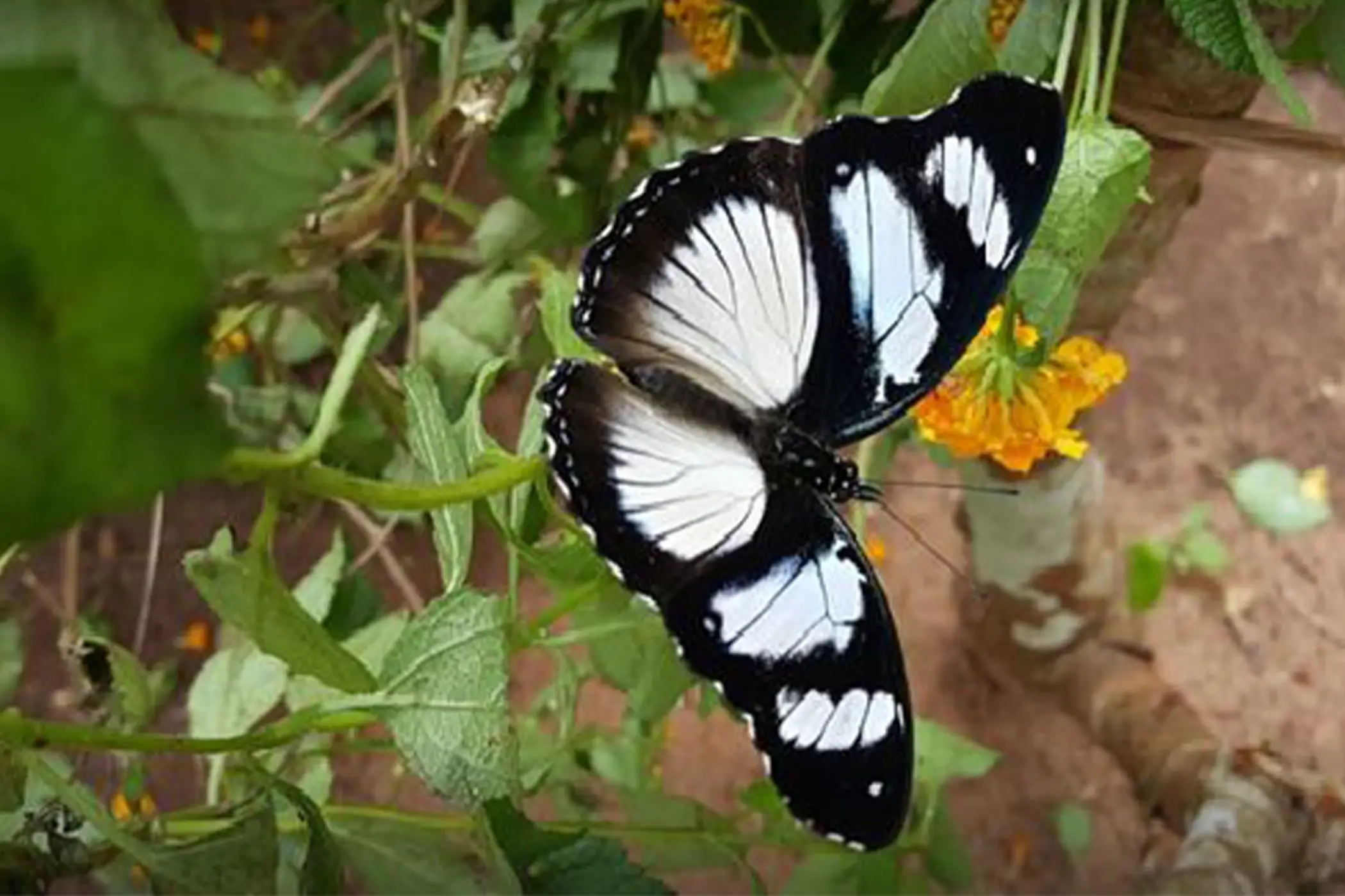 butterfly tour zanzibar
