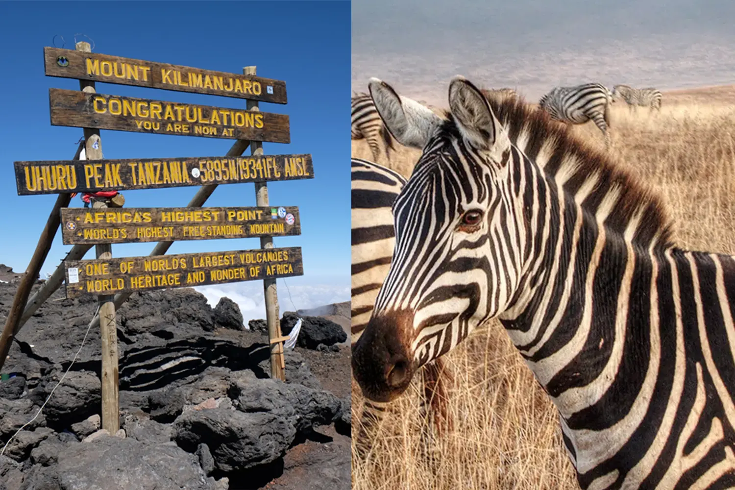 Kilimanjaro Rongai route and safari (10 days)