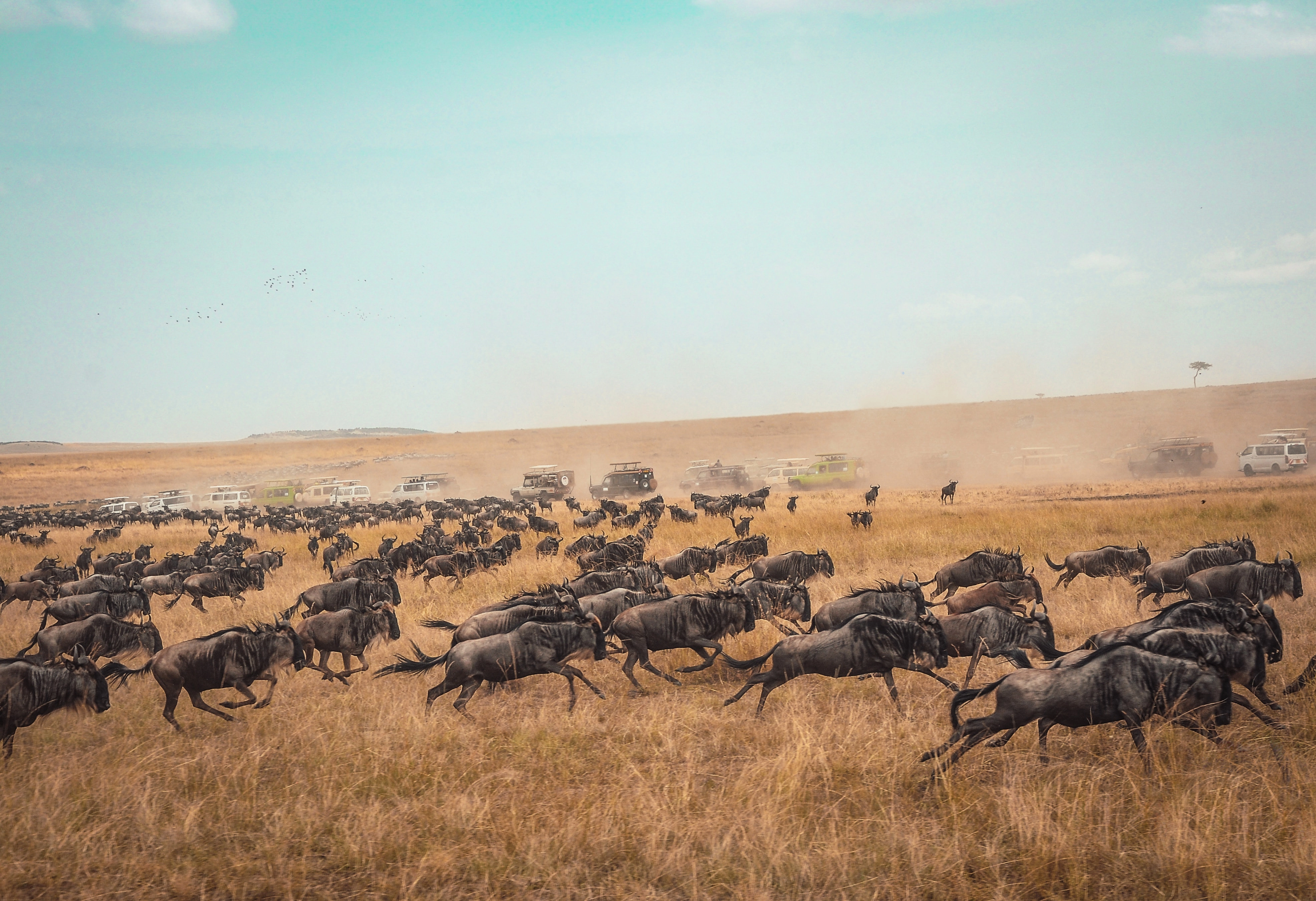 Serengeti-Tansania-Safari