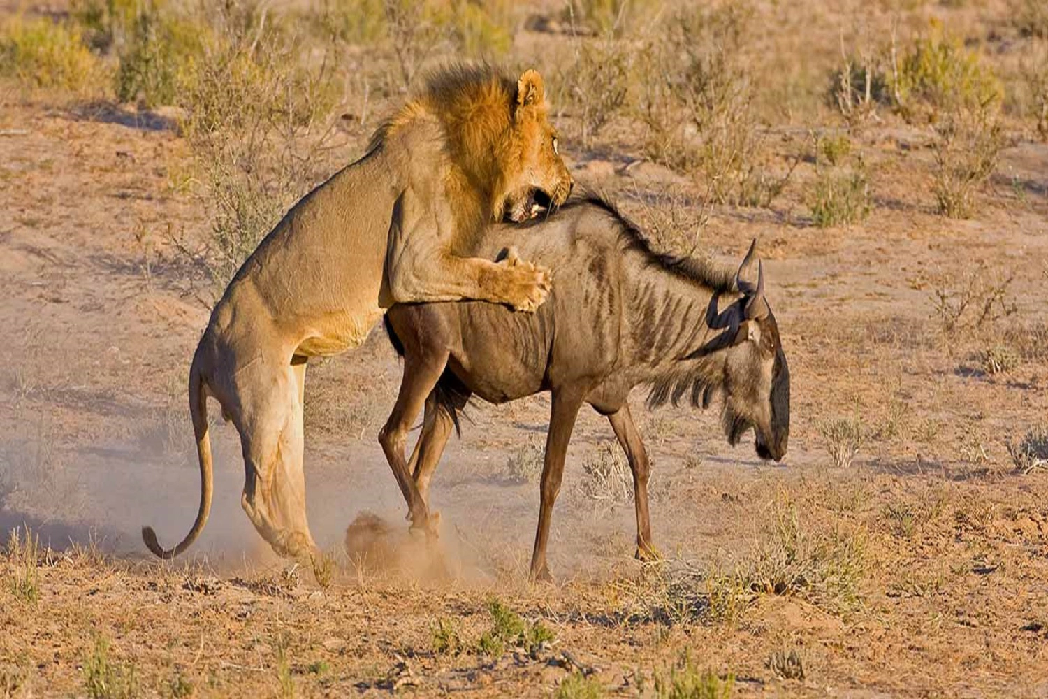 5 Tage Budget-Safari in Tansania