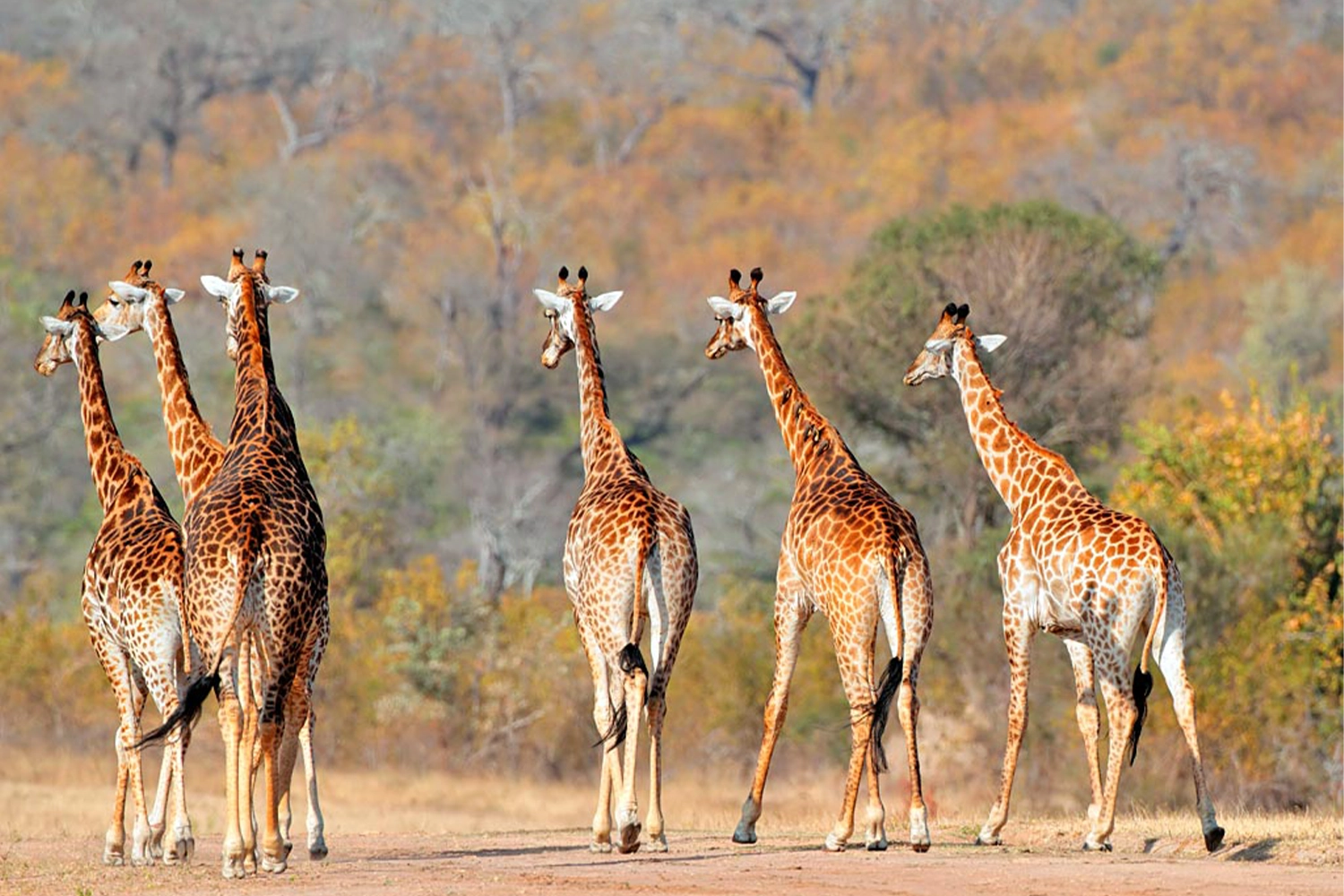 Giraffe während der 5-tägigen Camping-Safari in Tansania gesichtet Giraffe während der 5-tägigen Camping-Safari in Tansania gesichtet