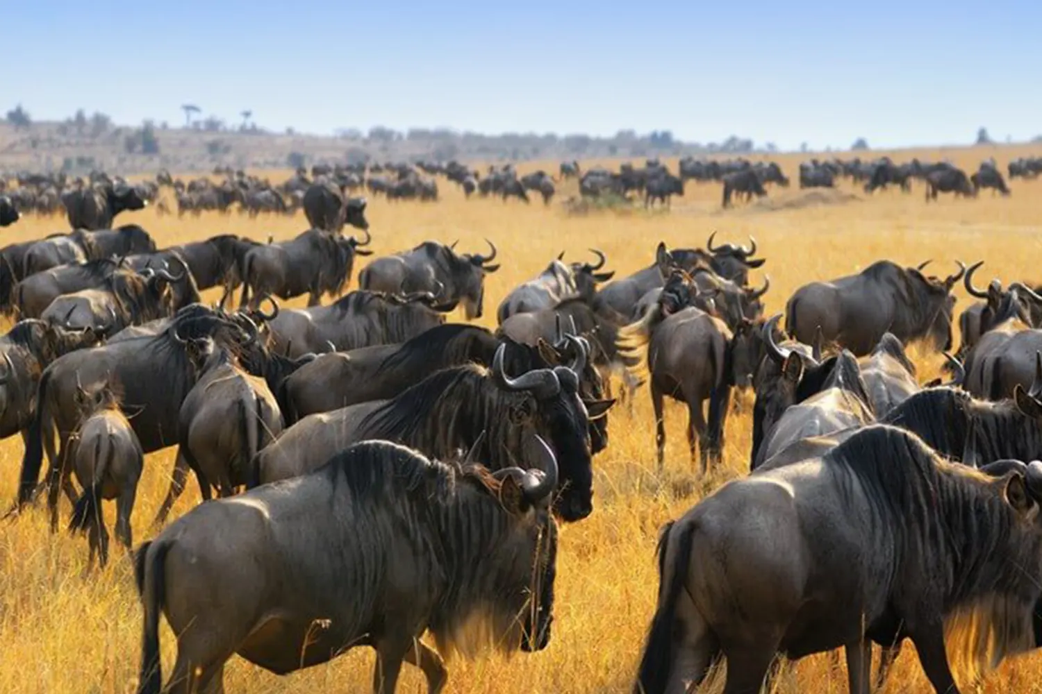 4-tägige Serengeti-Migrationssafari-Reiseroute