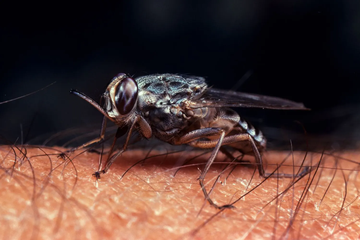 Insektenbiss von Tsetse-Fliege