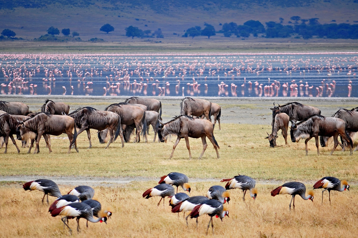 Lake-Manyara-Nationalpark-Tourpaket, Vogelwelt und Tiere Tagesausflugspaket zum Lake Manyara