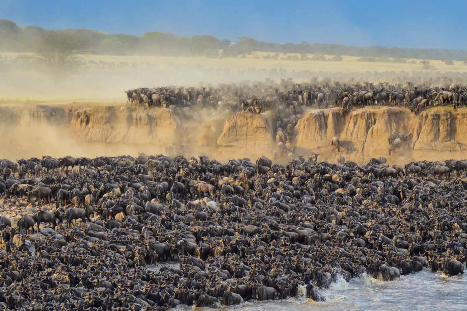 Gnus-Flussüberquerung im Rahmen des 1-Tag-Serengeti-Safari-ab-Mwanza-Tourpakets Gnus-Flussüberquerung im Rahmen des 1-Tag-Serengeti-Safari-ab-Mwanza-Tourpakets