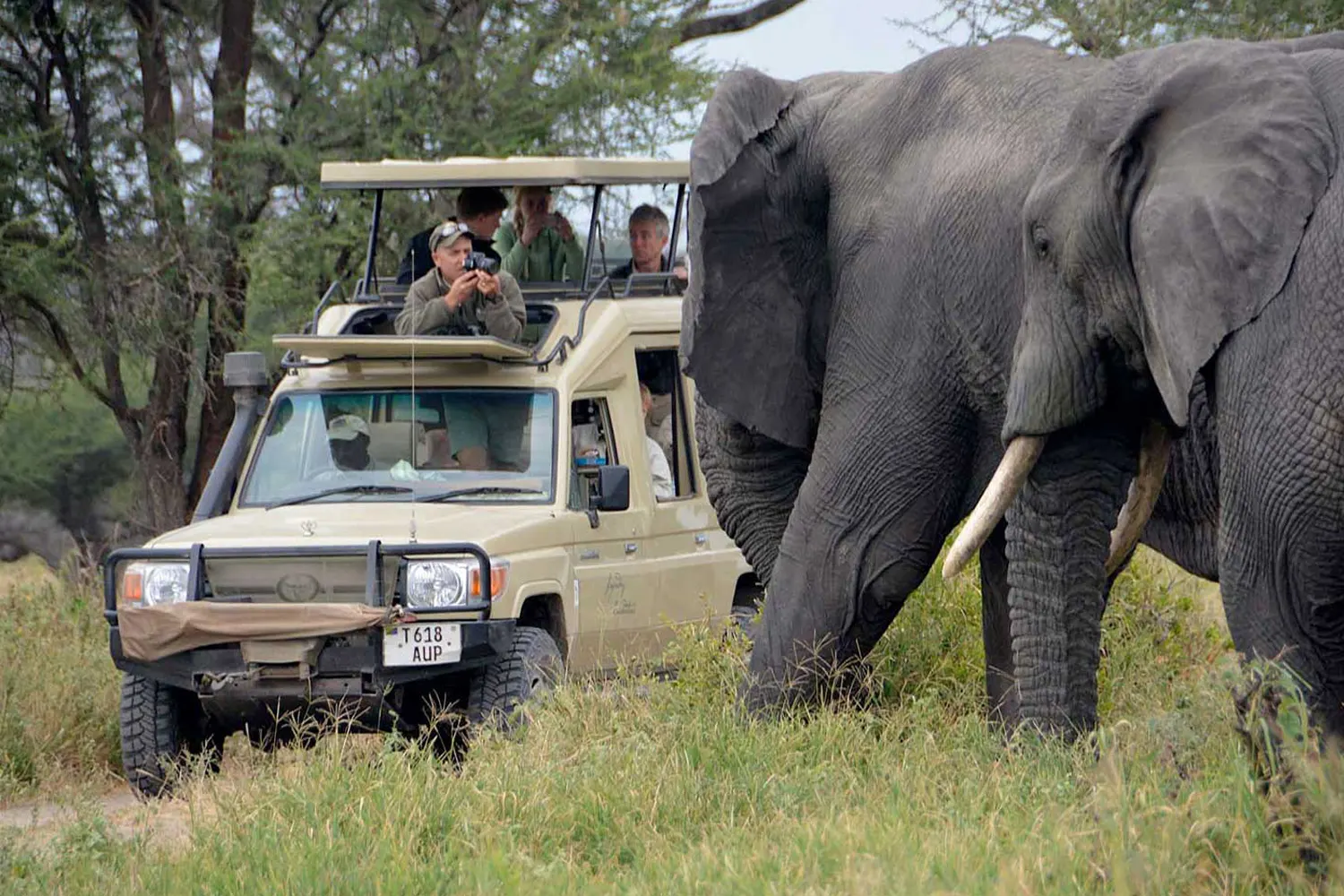 Tarangire private Tagesausflugssafari Die besten privaten Tansania-Safari-Reisepakete