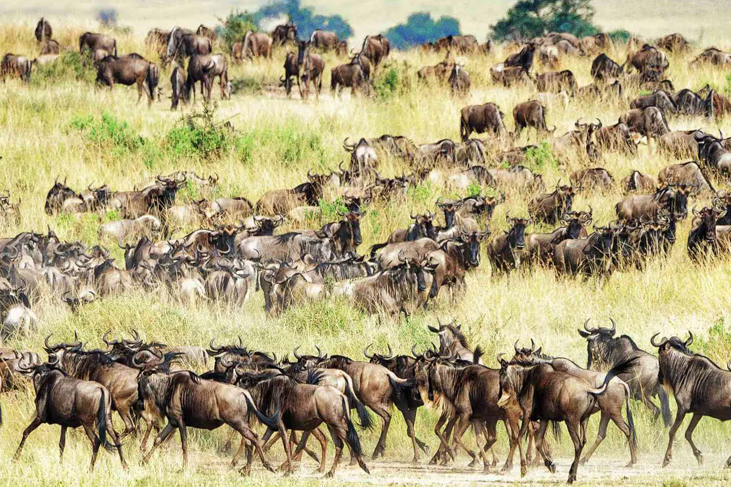 7-tägige Serengeti-Migrationssafari-Reiseroute ab Arusha