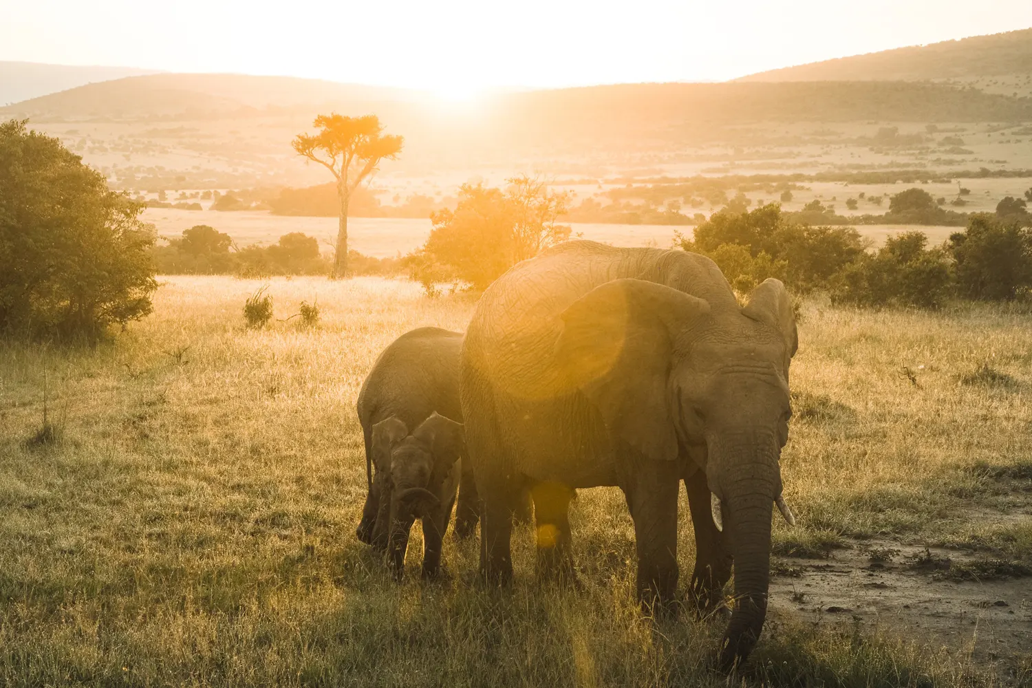 Wie viel kostet eine Safari in Tansania?