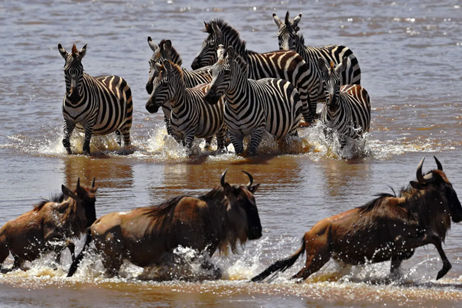 5-tägiges Serengeti-Migrationssafari-Tourpaket
